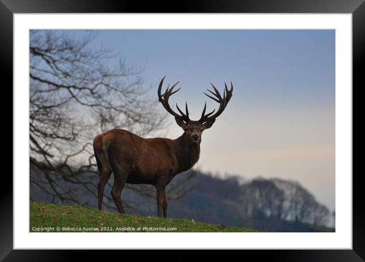 A Stag standing proud in his natural habitat  Framed Mounted Print by Rebecca Austen