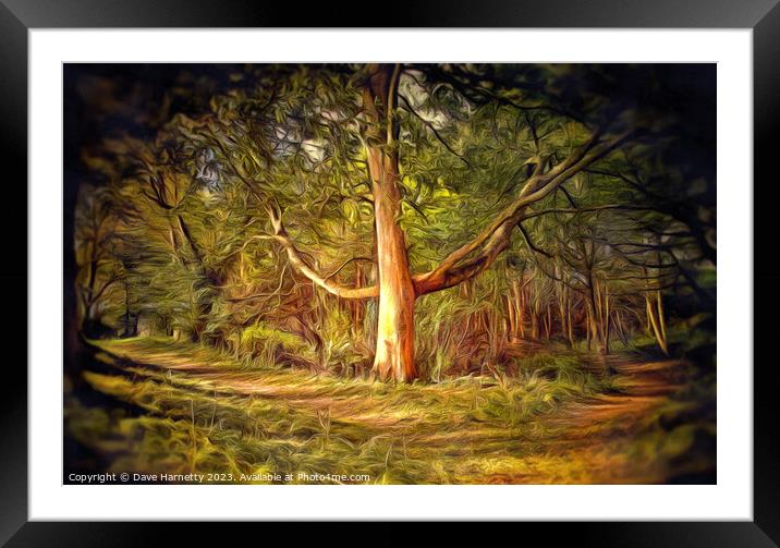 Northern Lands-A Walk in the Forest 2 Framed Mounted Print by Dave Harnetty