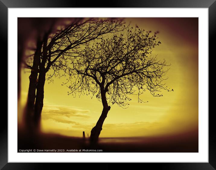 Morning Tree Silhouette Framed Mounted Print by Dave Harnetty