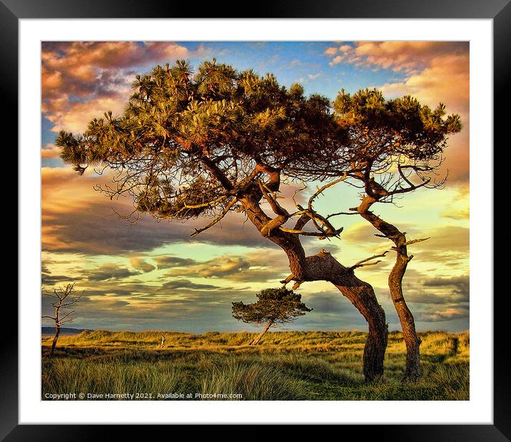 Reach Framed Mounted Print by Dave Harnetty