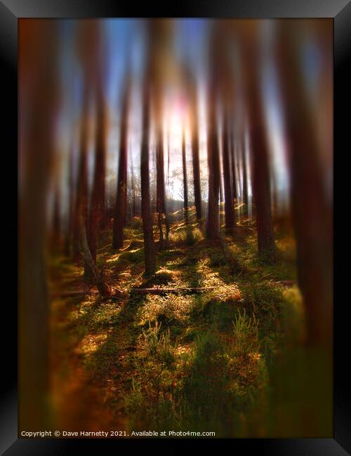 Forest Light 9 Framed Print by Dave Harnetty