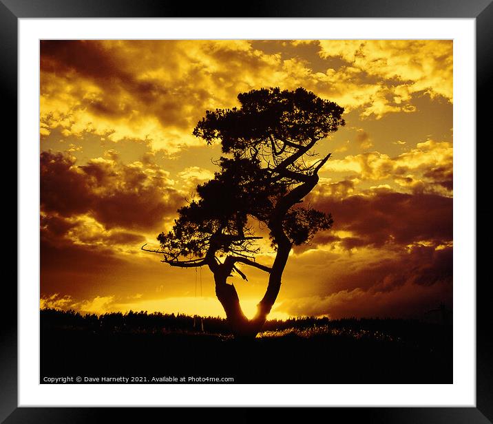 Tree Dance 2 Framed Mounted Print by Dave Harnetty