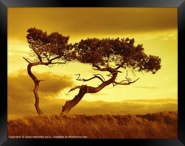Tree Dance Framed Print by Dave Harnetty
