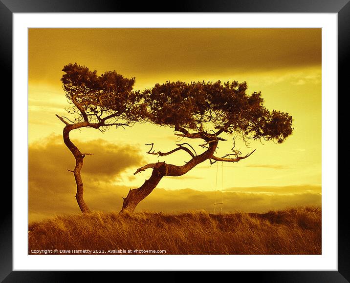 Tree Dance Framed Mounted Print by Dave Harnetty