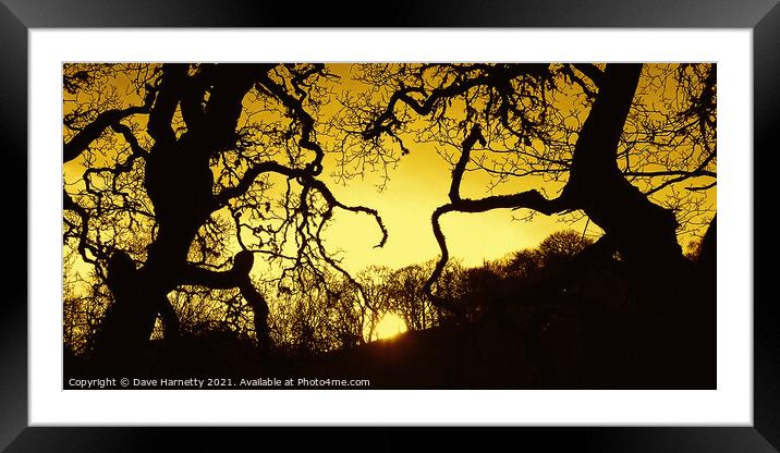 Suntree Silhouettes Framed Mounted Print by Dave Harnetty