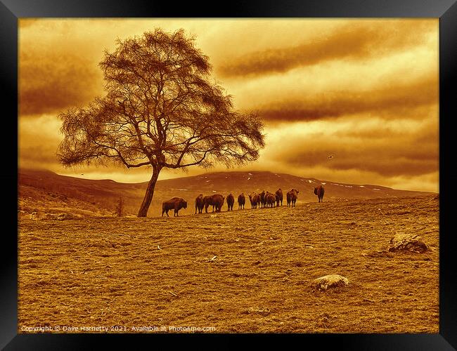 Buffalo View Framed Print by Dave Harnetty