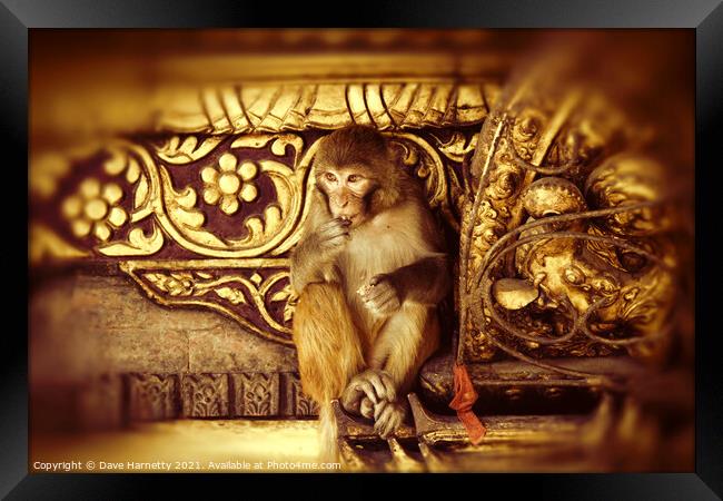 Assamese Monkey Framed Print by Dave Harnetty