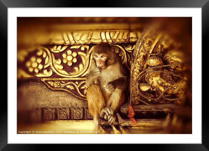 Assamese Monkey Framed Mounted Print by Dave Harnetty