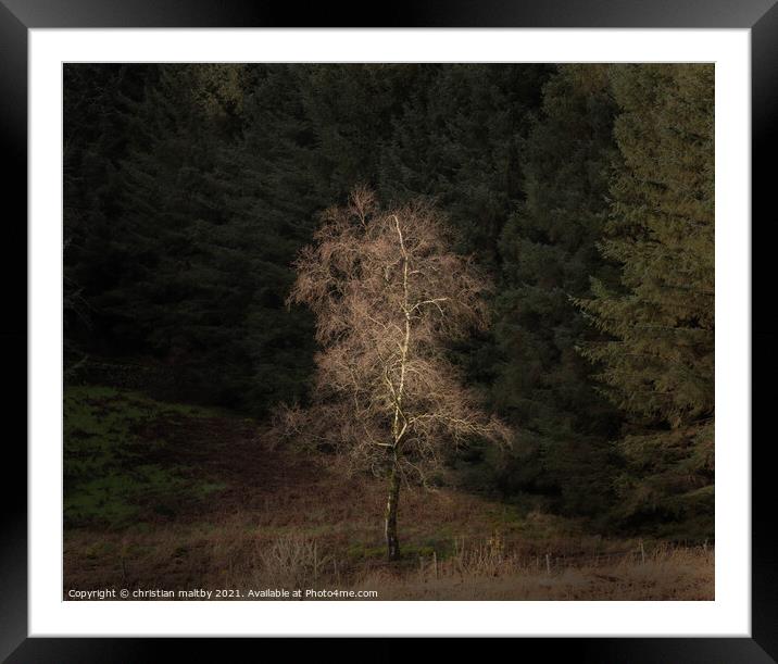 Light in the Galloway forest Framed Mounted Print by christian maltby
