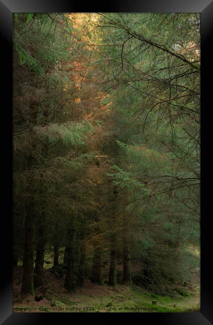 Trees in the Galloway Forest Framed Print by christian maltby