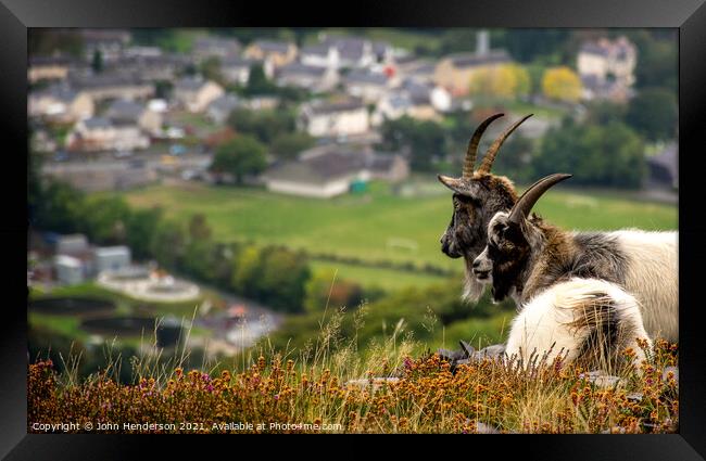 Welsh mountain goats. Framed Print by John Henderson