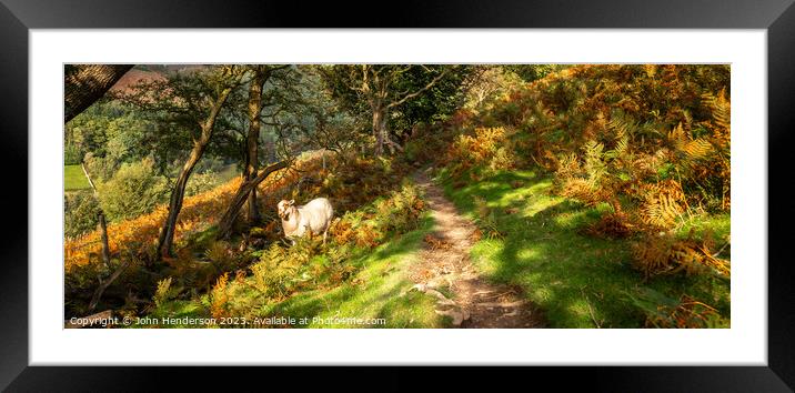Welsh sheep panorama Framed Mounted Print by John Henderson