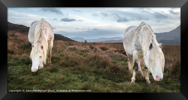 Welsh mountain Ponies Framed Print by John Henderson