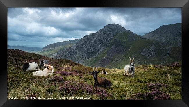 snowdonia wild goats. Framed Print by John Henderson