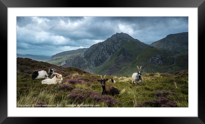 snowdonia wild goats. Framed Mounted Print by John Henderson
