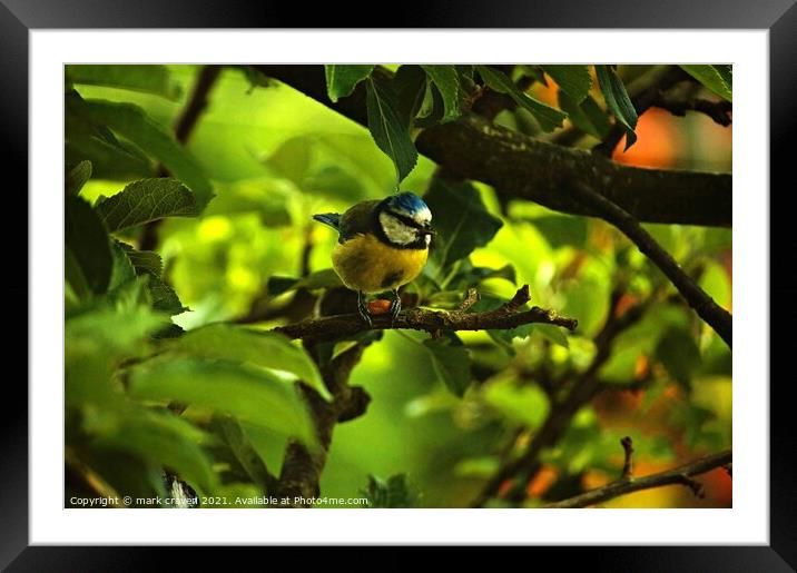 Cheeky Bluetit Framed Mounted Print by mark craven