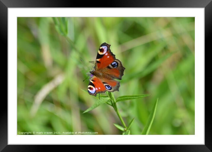 Peacock butterfly Framed Mounted Print by mark craven