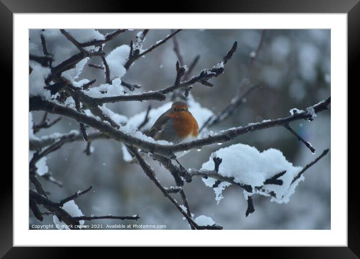 Winter Robin Framed Mounted Print by mark craven