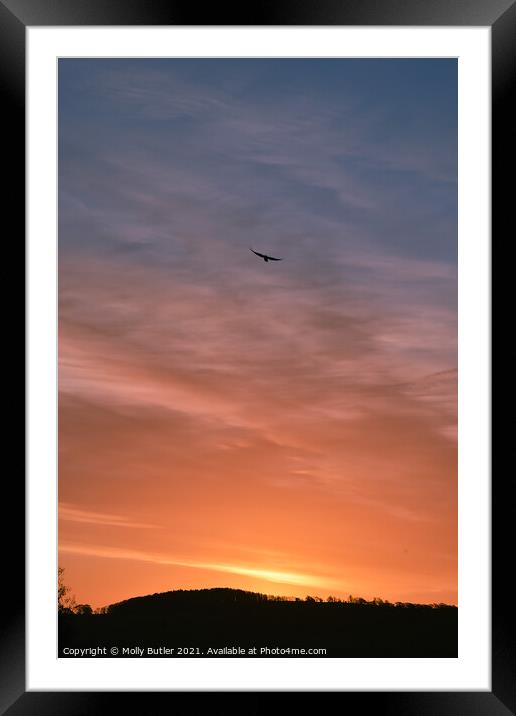 Bird enjoying the sunrise Framed Mounted Print by Molly Butler