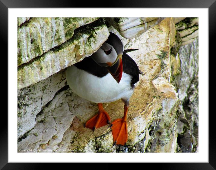 Puffin Bempton Cliffs Framed Mounted Print by Laura Haley