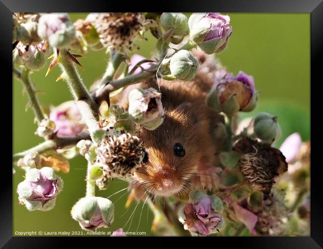 Harvest Mouse -  I Can See You Framed Print by Laura Haley