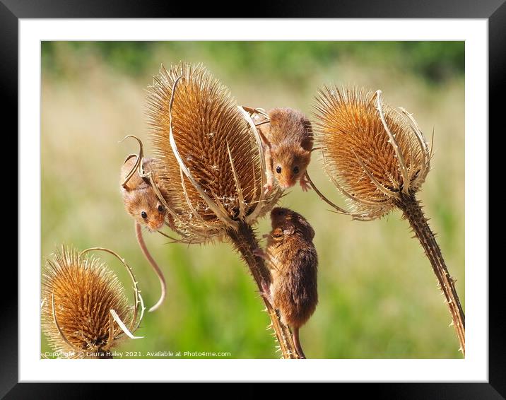 Harvest Mice  Framed Mounted Print by Laura Haley
