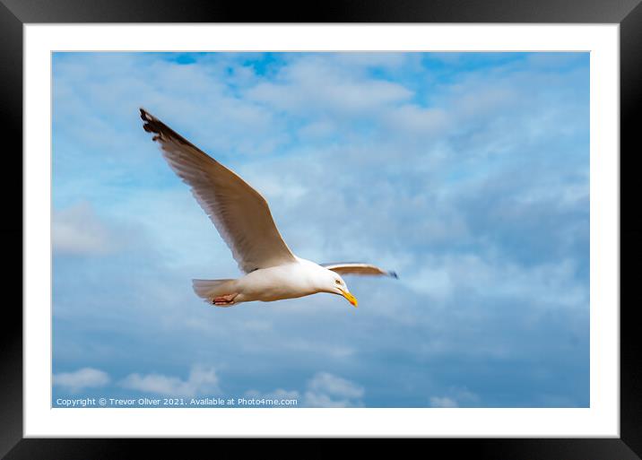 Rise of the Gull Framed Mounted Print by Trevor Oliver