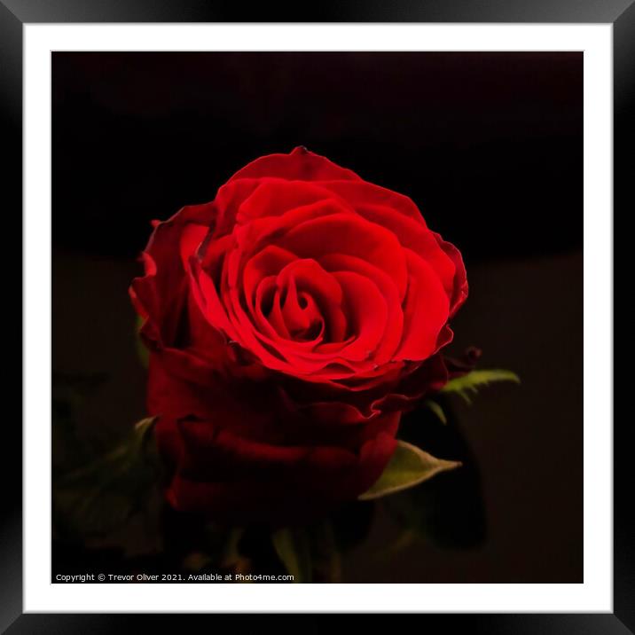 Red Rose Framed Mounted Print by Trevor Oliver