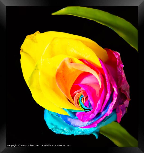 Rainbow Rose Framed Print by Trevor Oliver
