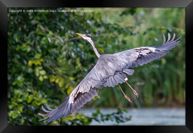 Heron taking flight Framed Print by Keith McManus