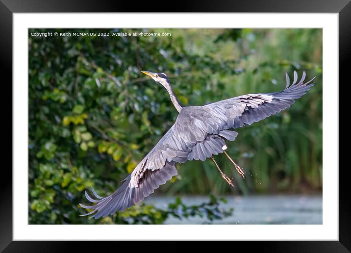 Heron taking flight Framed Mounted Print by Keith McManus