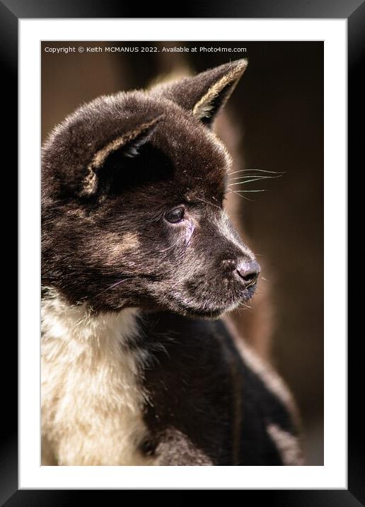 A close up of an Akita Framed Mounted Print by Keith McManus