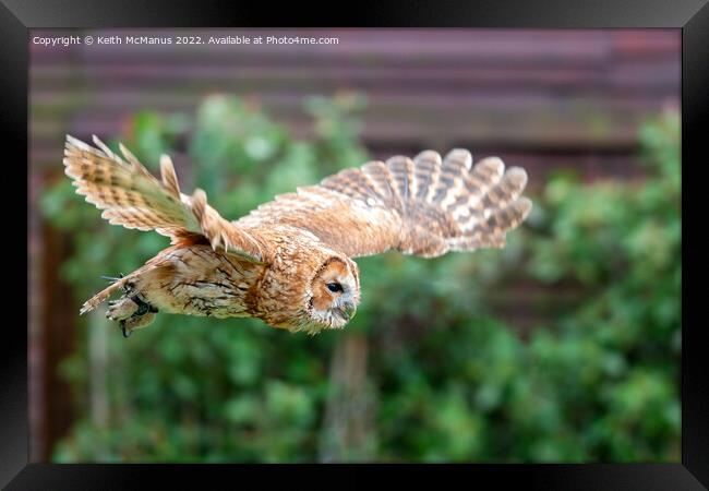 Owl in flight Framed Print by Keith McManus
