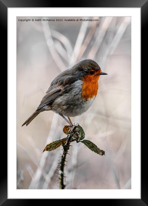 Frosty Robin Framed Mounted Print by Keith McManus