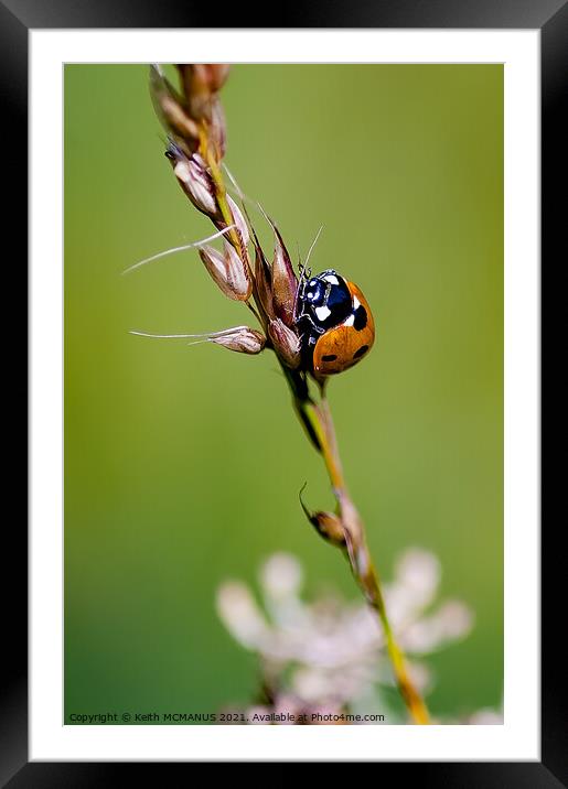 Ladybug travels Framed Mounted Print by Keith McManus