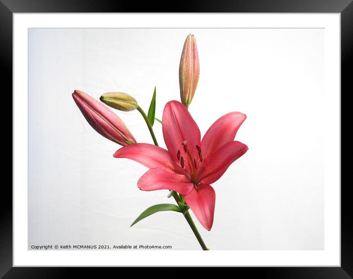 Long exposure Lily Framed Mounted Print by Keith McManus