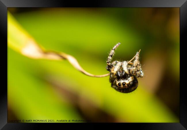 Zebra Jumping Spider (Salticus scenicus) topsy tur Framed Print by Keith McManus