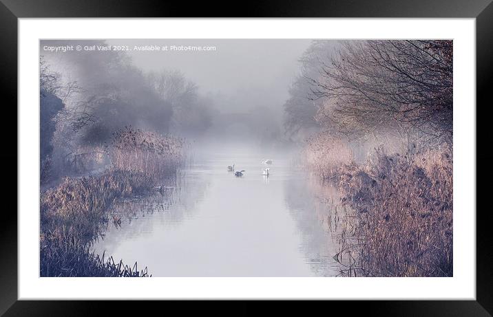 Swans in the mist  Framed Mounted Print by Gail Vasil