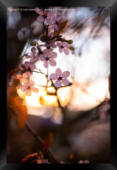 Blossom Sunset Framed Print by Carl Howell