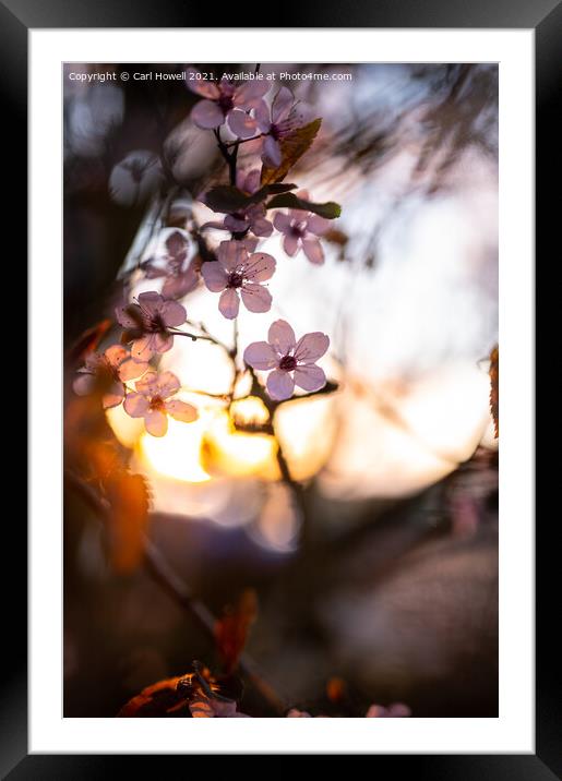 Blossom Sunset Framed Mounted Print by Carl Howell