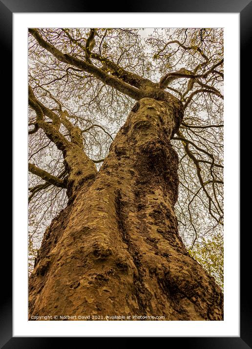 Look up Framed Mounted Print by Norbert David
