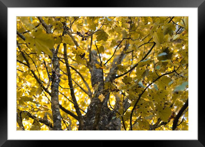 Autumn leaves on a tree  Framed Mounted Print by Norbert David