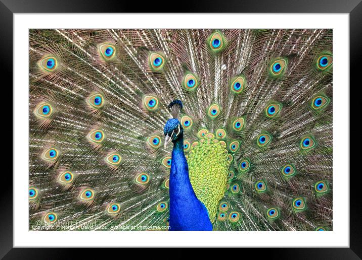 Peacock Framed Mounted Print by Norbert David