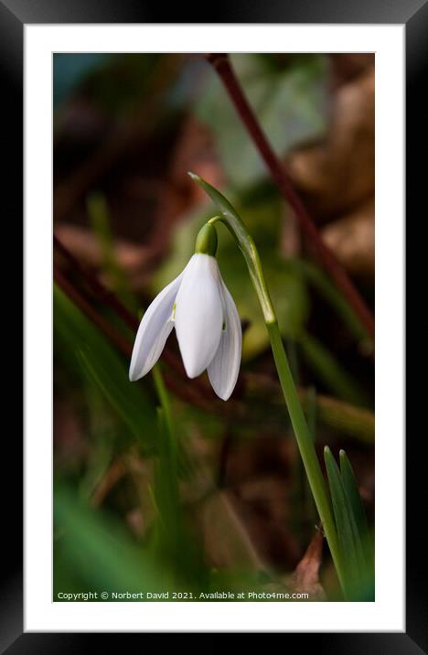 Delicate Snowdrop: Nature's Winter Jewel Framed Mounted Print by Norbert David