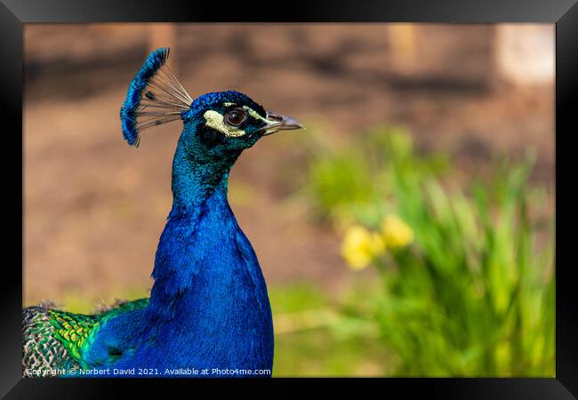 Radiant Peacock in London's Oasis Framed Print by Norbert David