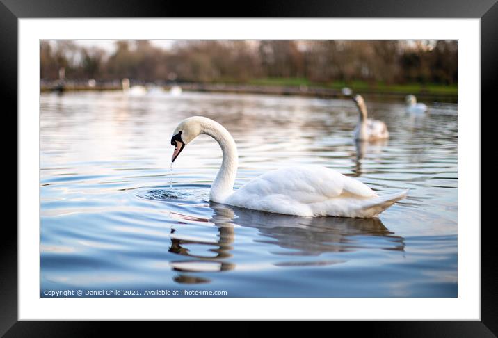 Swan on the lake Framed Mounted Print by Daniel Child