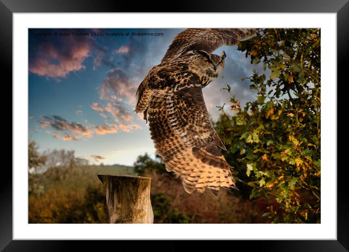 European Eagle Owl in flight Framed Mounted Print by Jules D Truman