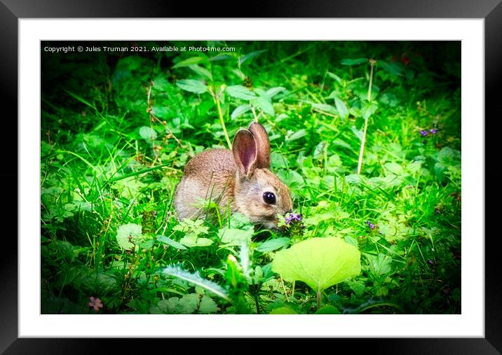 A wild baby rabbit enjoying the flowers Framed Mounted Print by Jules D Truman