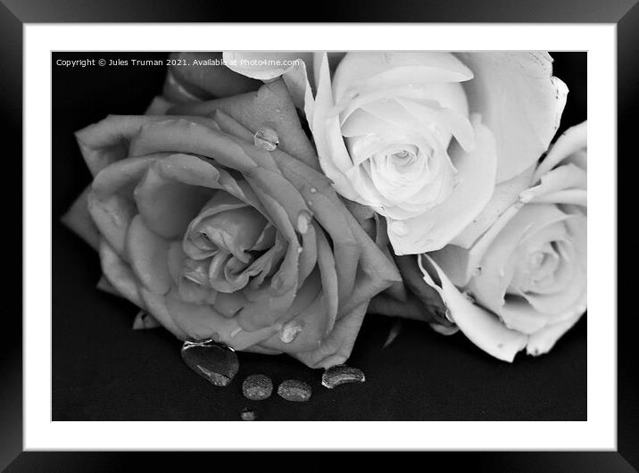 Roses with water droplets in monochrome Framed Mounted Print by Jules D Truman