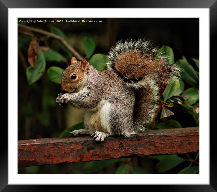 Squirrel eating while sitting on a fence Framed Mounted Print by Jules D Truman